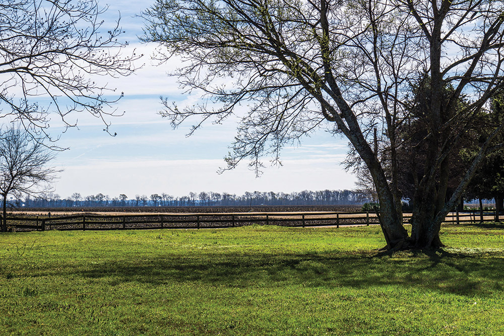 Mississippi in spring